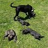 Cane corso puppies available