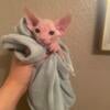 Four Sphynx kittens available