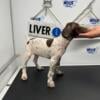 AKC German Shorthair Pointers