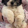 Bichon toy poodle male