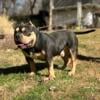 STUD ALERT! Black Tri Pocket American Bully (Kodak)