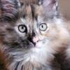 Maine Coon Tortie Smoke, registered