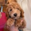 Beautiful Mini Goldendoodle Puppies