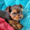 Yorkshire Terrier Puppies