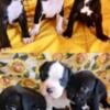 Boxer Puppies- Purebred- AKC -Canon City Colorado