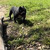 $500 Trindle Bully for Stud