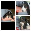 Basset hound puppies ready for forever homes