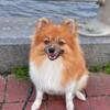 Male Pomeranian - 1yr intact