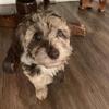 Moyen poodle puppies Merle