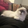 TICA Male Seal Point mismarked Male Ragdoll carrier of chocolate and dilute 