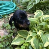 AKC Miniature Dachshund Puppies