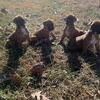 CKC puppies