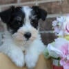 Miniature Schnauzer Puppies for Sale - New Castle Indiana