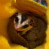 Sugar Gliders Available Now - Babies & Adults