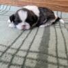 Shihtzu Puppies looking for forever homes