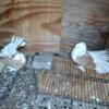 Indian American Fantail Fancy Pigeons