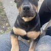 Black tri female 