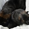 Akc German shepherd puppies born 4/15/24