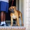 South African Boerboel puppy