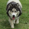 AKC Wooly Siberian Huskies ~ Parents DNA & Tested 4 Genetic Defects