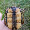 Ornate Wood Turtles looking for homes