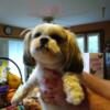 Shihpoo poodle- shihtzu