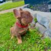 Full Fluffy French Bulldogs