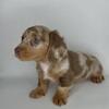 AKC Longhair Mini Dachshunds
