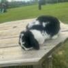 Holland Lop Rabbit Looking For Home