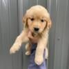 AKC Golden Retriever Puppies 