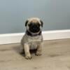 AKC beautiful Female pug