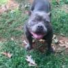 Female American bully