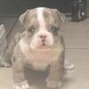 American pocket bully puppies