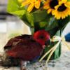 Gorgeous Vosmaeri Eclectus Female