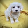 AKC Coton De Tulear(Females and Males) Adoption/ Available