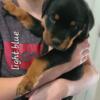 AKC Rottweiler Male Puppy