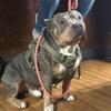 American Bully (Tri-Colored) Stud available