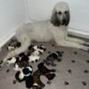 STANDARD Poodle PUPPIES COMING SOON