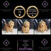 Maltipoo Magic: Teddy Bear Treasure Maltipoo Pups Available Now