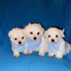 Maltipoo puppies for sale 