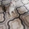 Female 3 month old full Siberian husky