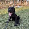 Cane Corso Puppies ICCF Registered