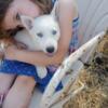 2 Siberian Husky puppies ready to go now