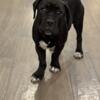 Import Bloodline CANE CORSO MASTIFF