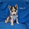 AKC Siberian Husky Puppies - 2 Males