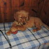 BEAUTIFUL AKC GOLDEN RETRIEVER PUPPIES.  ALL THE PUPPIES HAVE FOUND THEIR NEW HOMES.