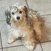 Shihpoo girl and boy young adults 