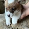 AKC Pembroke Welsh Corgi