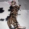 Bengal kitten