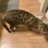 2 yr old Female Bengal